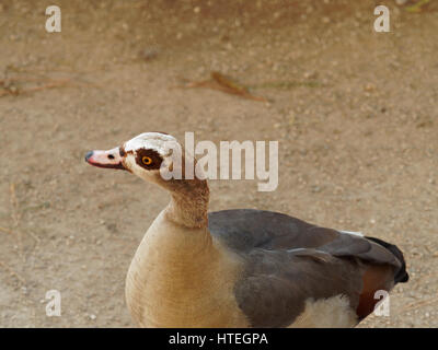 Porträt von einem Erwachsenen Nilgans (Alopochen Aegyptiaca) Stockfoto