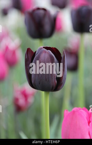 Schwarze Tulpen in Chicago Stockfoto