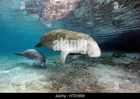 Westindischen manatees (Trichechus Manatus), Mutter, Kuh und Kalb, Drei Schwestern Federn, manatee Heiligtum, Crystal River Stockfoto