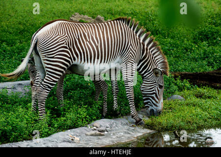 Zebra Essen grass Stockfoto