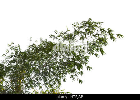 Schwerpunkt: Bambus Baum, alte Zweige und trockene Baum mit kleinen grünen Blättern isoliert oder weißen Hintergrund Stockfoto