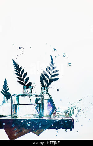 Blätter in Glasflaschen auf ein Regal mit Wasserspritzer und Tropfen auf einem weißen Hintergrund Stockfoto