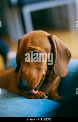 4 Monate alte glatte braune Dackel Hund mit seinem Besitzer, lecken die Pfote ruht. Stockfoto