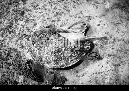 Grüne Schildkröte Stockfoto