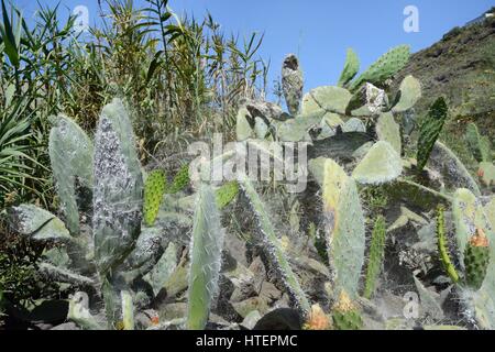 Tropischen Zelt-Web (Cyrtophora Citricola) Spinnweben hüllt einen großen Stand der Feigenkaktus / Barbary Fig (Opuntia Ficus-Indica), Gran Canaria Stockfoto