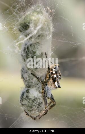 Weibliche tropischen Zelt-Web-Spider (Cyrtophora Citricola) Bewachung einer Reihe von Egg Sacs in einem öffentlichen Netz auf einem Feigenkaktus, Gran Canaria. Stockfoto