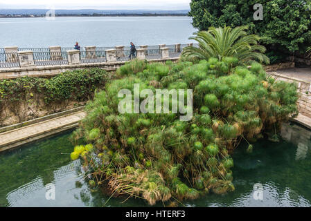 Quelle der Arethusa (Fonte Aretusa) mit Papyrus Pflanzen auf der Insel Ortygia, historischen Teil von Syrakus, südöstlich der Insel Sizilien, Italien Stockfoto