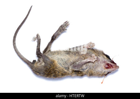 Tote Ratte isoliert auf weißem Hintergrund Stockfoto