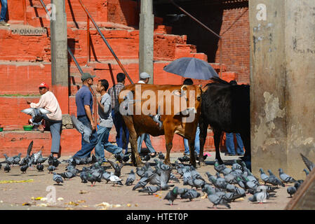 KATHMANDU - 10. OKTOBER 2006: Heilige Kühe in Kathmandu. Kühe sind im Hinduismus heilige Tiere, also muss sogar der Verkehr anhalten, wenn sie auf der Straße ruhen. Stockfoto