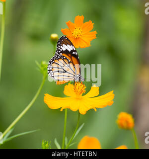 Monarch-Schmetterling Suche nach Nektar auf einer Blume Stockfoto