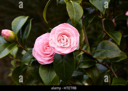 Zwei rosa gefüllte Blüten von Camellia Japonica auf einem Busch Stockfoto