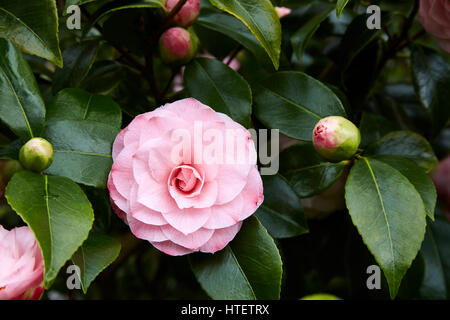 Eine doppelte rosa Kamelie mit ungeöffneten Knospen Stockfoto