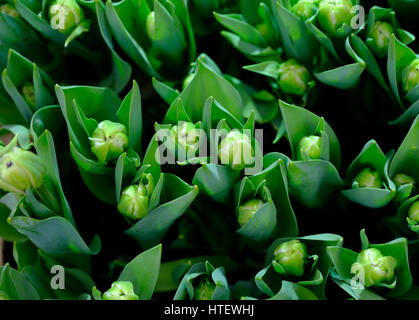 Buds of tulips top view background Stockfoto