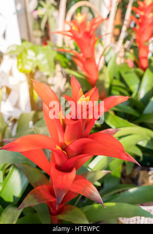 rote Farbe der Guzmanie Blume im Garten. Stockfoto