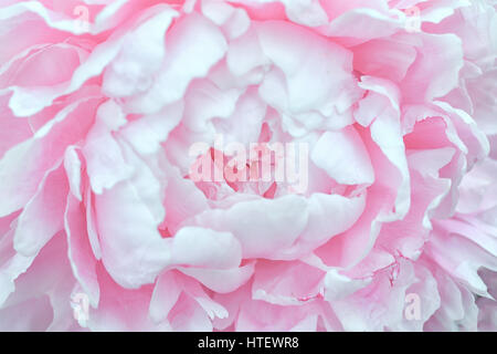 Nahaufnahme einer rosa Pfingstrose Blüte. Stockfoto