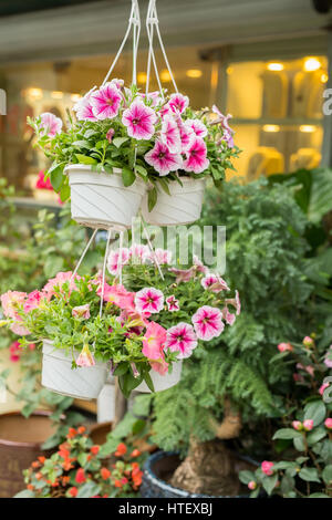 Petunien Blüten in hängenden Blumen Topf bei Sonnenaufgang. Stockfoto