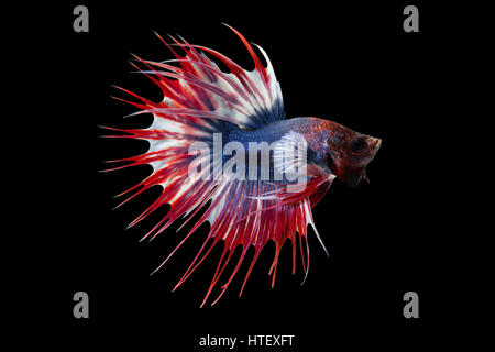 Siamesische Kampffische auf schwarzem Hintergrund isoliert. Stockfoto