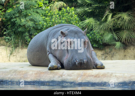 Flusspferd im Zoo Berlin entspannen. Erwachsenen Nilpferd liegend und ruht auf der Insel in der Voliere. Grünen Hintergrund. Stockfoto