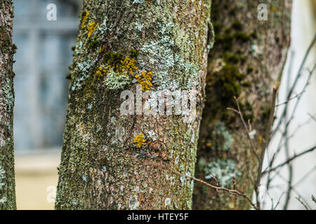 Moos auf einem alten Baum im winter Stockfoto