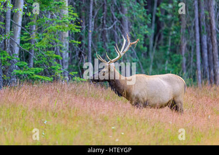 Bull Elk, Jasper Nationalpark, Kanada Stockfoto