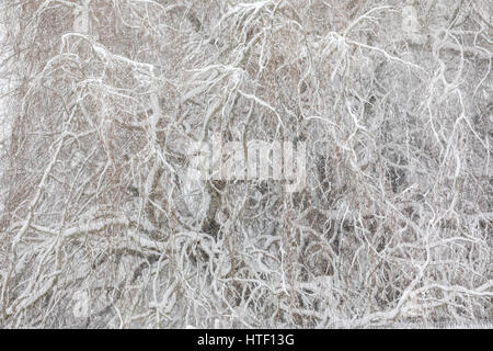 Verschneite Landschaft im Osten von Long Island, New York, USA Stockfoto