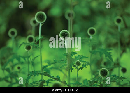 Globe Thistle Echinops Sphaerocephalus, junge frische grüne dornigen Disteln, detaillierten Großanlagen Closeup, kugelförmige Blütenstände, borstigen Blütenblätter Stockfoto