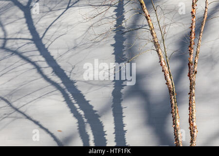 Baum mit großen Schatten Stockfoto