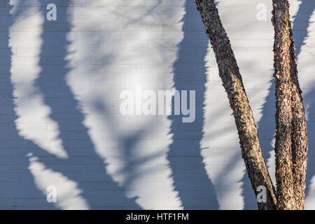 Baum mit großen Schatten Stockfoto