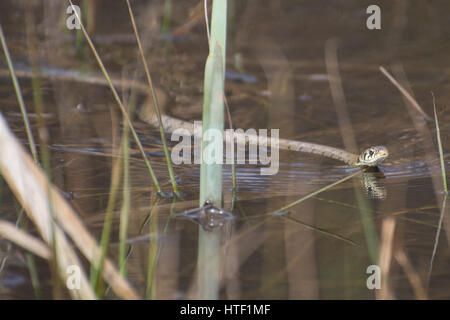 Grasnatter (Natrix helvetica) schwimmend in einem Teich Stockfoto