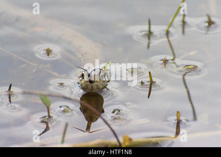 Nahaufnahme einer Grasschlange (Natrix helvetica), die in einem Teich schwimmt, Großbritannien - Kopfaufnahme mit Zungenflicken (Chemosensing) Stockfoto