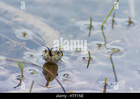 Nahaufnahme einer Grasnatter (Natrix natrix), die in einem Teich schwimmt, Großbritannien - Kopfaufnahme mit Zungenflippen (Chemosensing). Tierischer Humor, Humor. Stockfoto