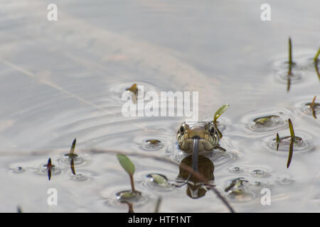 Nahaufnahme einer Grasschlange (Natrix helvetica), die in einem Teich schwimmt, Großbritannien - Kopfaufnahme mit Zungenflicken (Chemosensing) Stockfoto