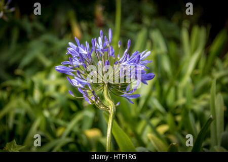 Lila Blüte Agapanthus, Schmucklilie Stockfoto