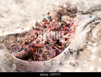 Verfallende Hirsch. Stockfoto