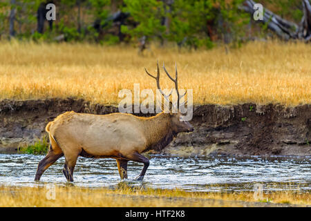 Bull Elk im Yellowstone Nationalpark in Wyoming, USA Stockfoto