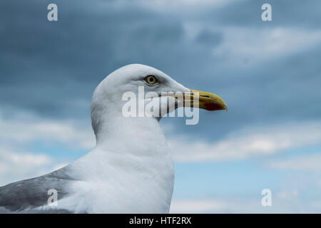 Eine Möwe gegen einen stürmischen Himmel Stockfoto