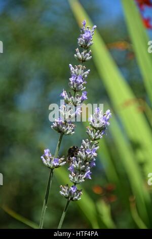 Hell lila Lavendel - Blüten in den grünen Garten mit Hummel (Lavandula Angustifolia) Stockfoto