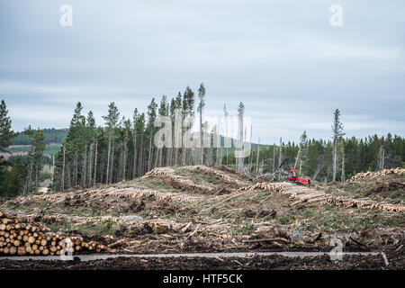 Ein Wald-Mähdrescher funktioniert, Fällen von Bäumen in einem Konferenz-Wald in der Nähe von Inverness in Schottland. Stockfoto