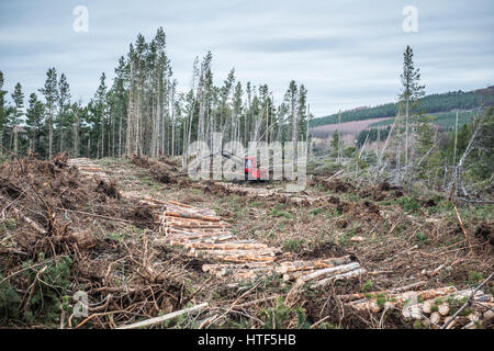 Eine rote Wald Harvester Works, das Fällen von Bäumen in einem Wald in der Nähe von Inverness in Schottland. Stockfoto