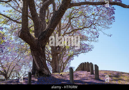 Jacaranda-Baum mit Blumen auf der ganzen Erde und Beiträge in einer Linie Stockfoto