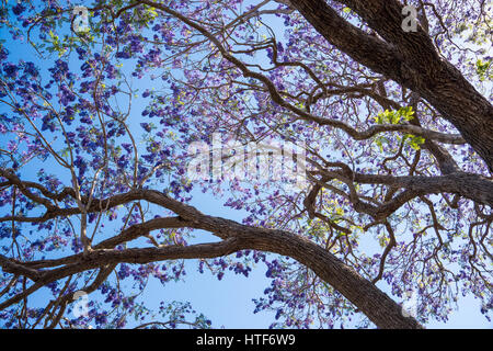 Auf der Suche am oberen Rand der Jacaranda-Baum im Frühling Stockfoto