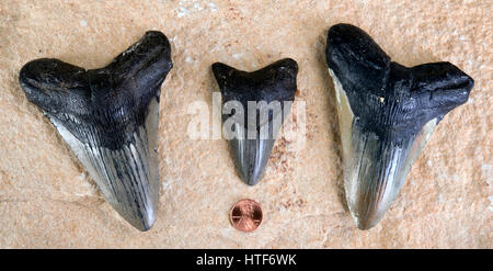 Megalodon Haifischzähne rund 45 Millionen Jahre alt. Stockfoto