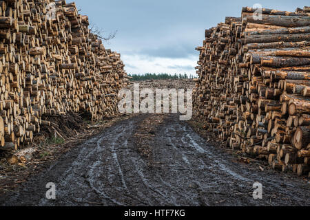 Große Holz-Stapel sitzen am Straßenrand bereit für das Schleppen, nach Forstbetriebe in der Nähe von Inverness in Schottland. Stockfoto