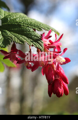 Der Vorfrühling Blüte Ribes Sanguineum auch bekannt als blühende Johannisbeere oder rote Blume Johannisbeere. Stockfoto