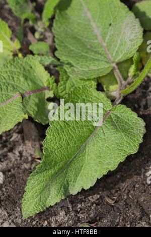 Wiesen-Salbei, Salbei, Wiesensalbei, Blatt, Blätter Vor der Blüte, Salvia Pratensis, Wiese Clary Stockfoto