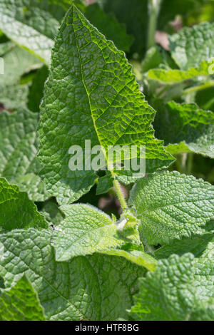 Wiesen-Salbei, Salbei, Wiesensalbei, Blatt, Blätter Vor der Blüte, Salvia Pratensis, Wiese Clary Stockfoto