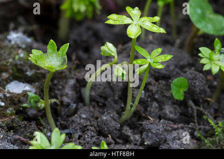 Kleiner Winterling, Blatt, Blätter, Eranthis Hyemalis, Winter Aconitum Stockfoto