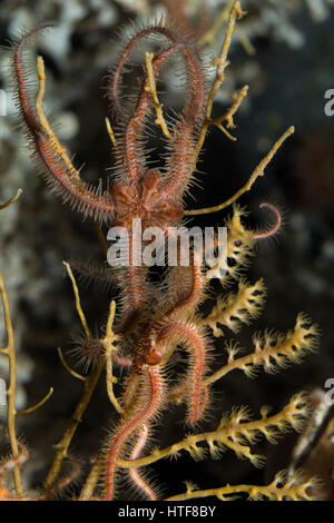 Zerbrechlicher Schlangenstern, Ophiothrix Fragilis, Ophiotrix Fragilis, gemeinsame Schlangenstern, gemeinsame Brittlestar, Schlangensterne, Ophiotrichidae Stockfoto