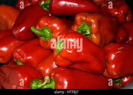 Eine Auswahl an frischen roten Paprika Stockfoto