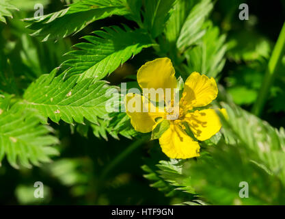 Silverweed, Potentilla heisses Blatt- und gelbe Blume. Stockfoto